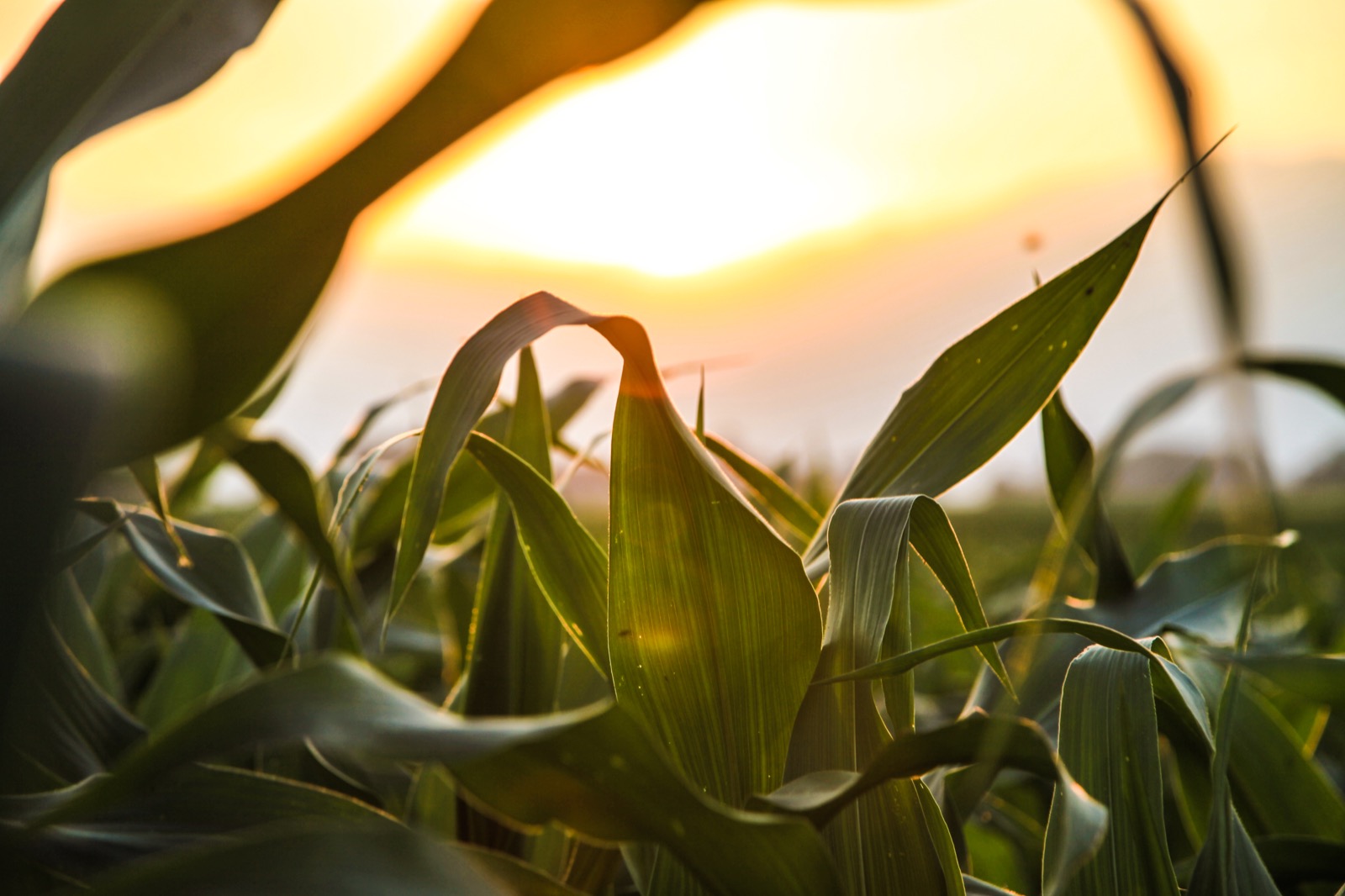 Corn field