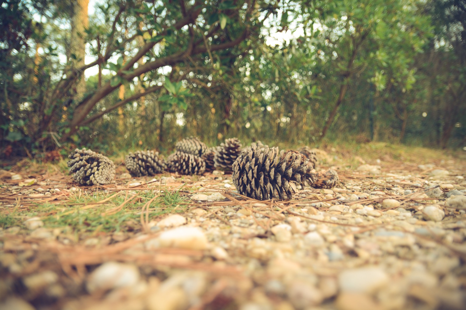 Cones